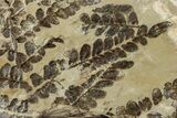 Pennsylvanian Fossil Fern (Pecopteris) Plate - West Virginia #232171-1